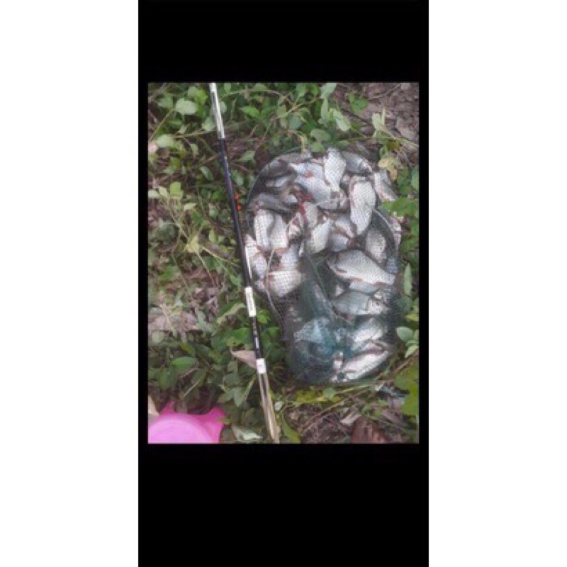 Cần câu tay 6H Daiwa Hamon cacbon đủ size