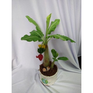Chậu chuối size trung
