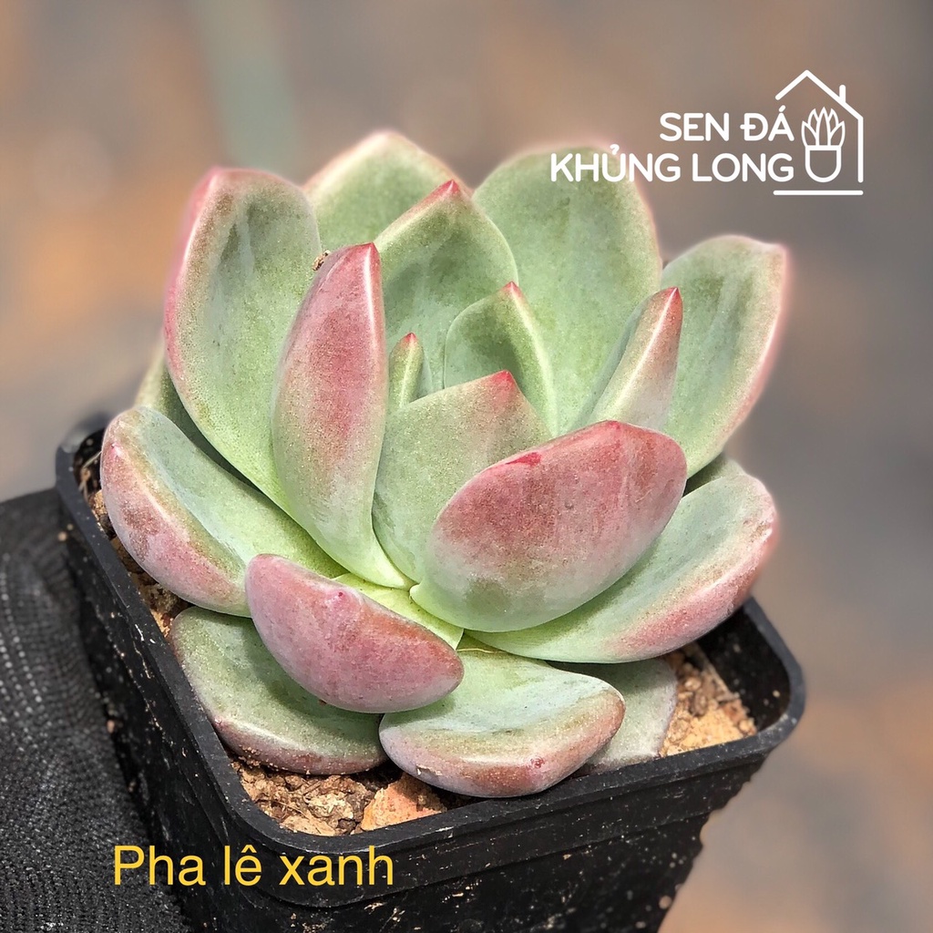 sen đá pha lê xanh - echeveria green champagne