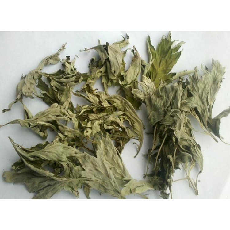 Lá xô thơm đen (black sage - Mugwort ) nguyên lá cành xông nhà