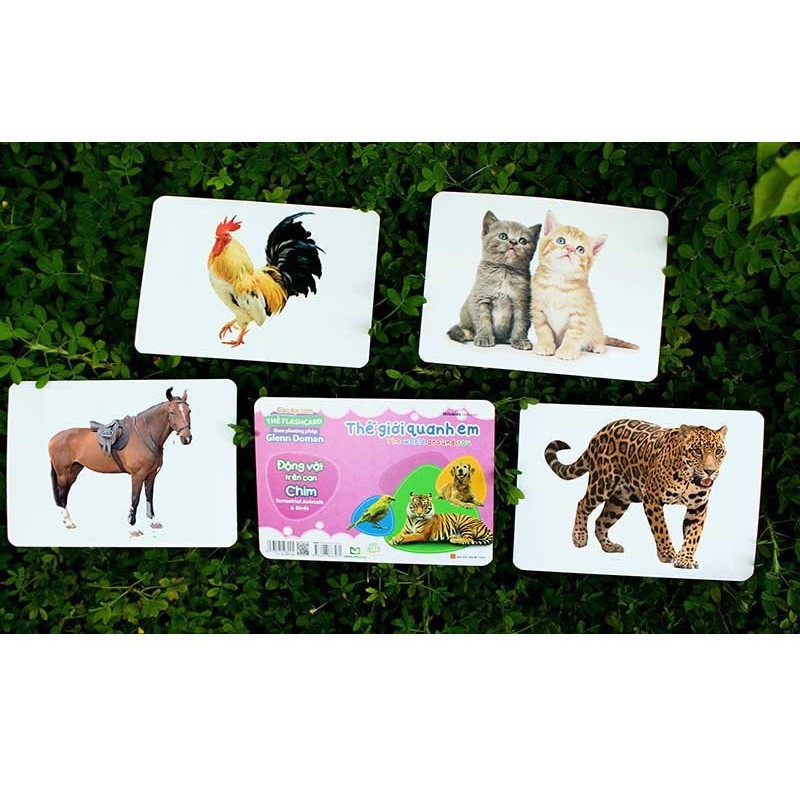 [Có File Nghe] Thẻ Flashcard Theo Phương Pháp Glenn Doman - Thế Giới Quanh Em: Động Vật Trên Cạn - Chim