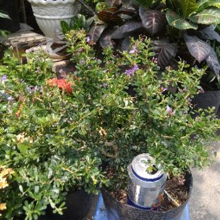 Cây phôi Linh Sam