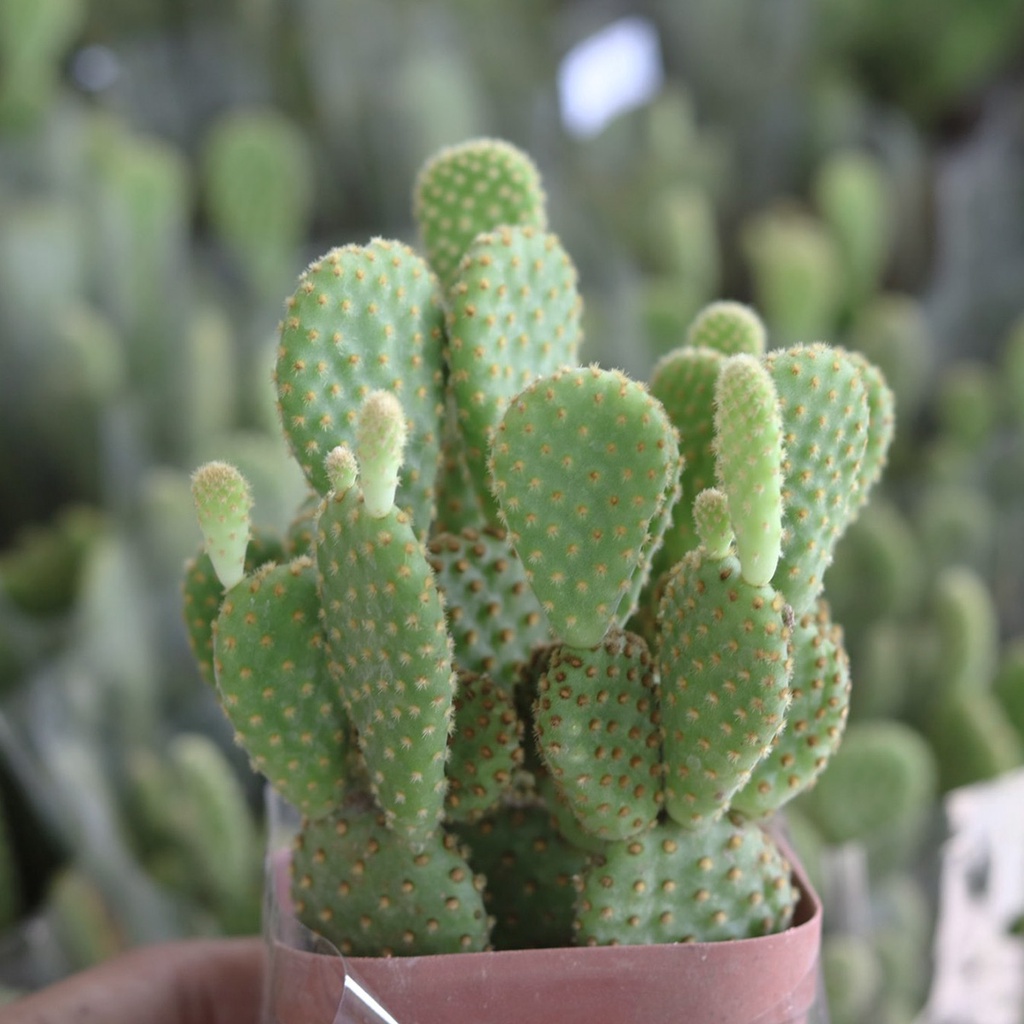 Xương rồng tai thỏ cực cute