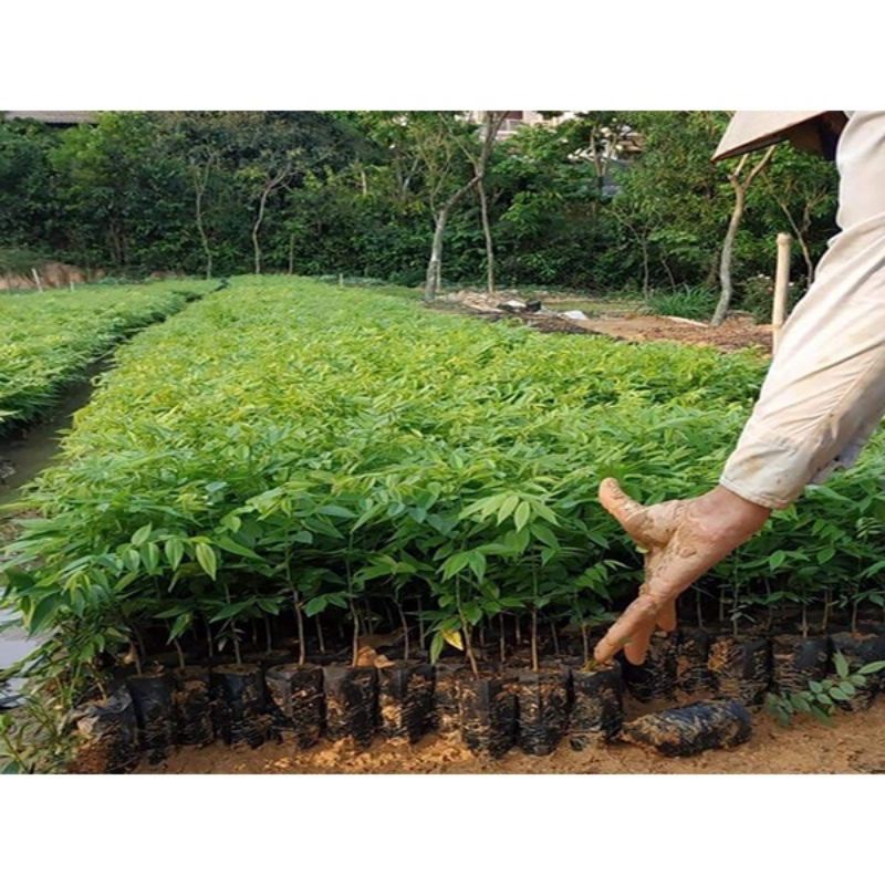 GIỐNG CÂY SƯA ĐỎ HIỆU QUẢ KÍNH TẾ CAO