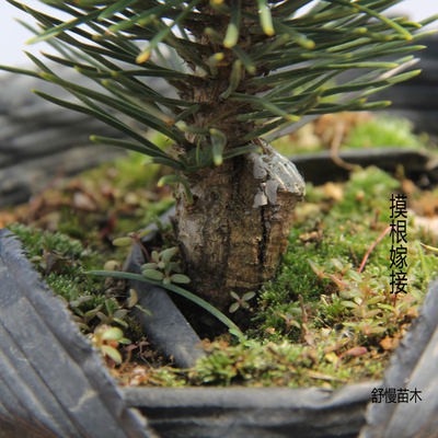 Nhật Bản chisumaru thông Cây ba năm ghép cây giống Nhật Bản cây thông cây cảnh chậu cây trồng tự ghép giống đảm bảo