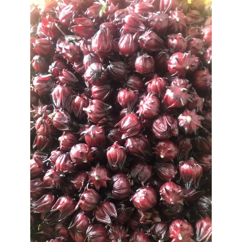 Hoa tươi atiso đỏ ngâm sẵn 🌷🌷