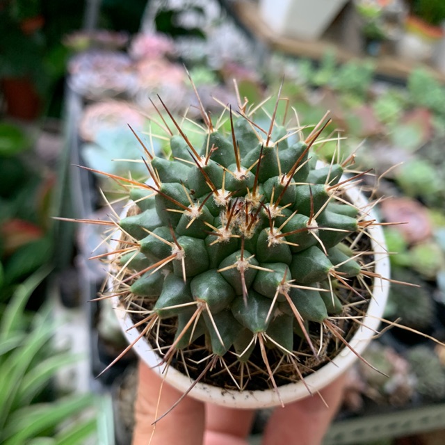 Xương rồng Sầu riêng