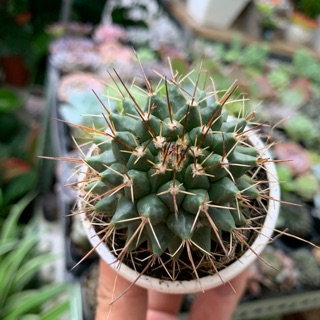 Xương rồng Sầu riêng