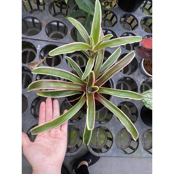 Chậu cứng Dứa Nam Mỹ tuyệt đẹp