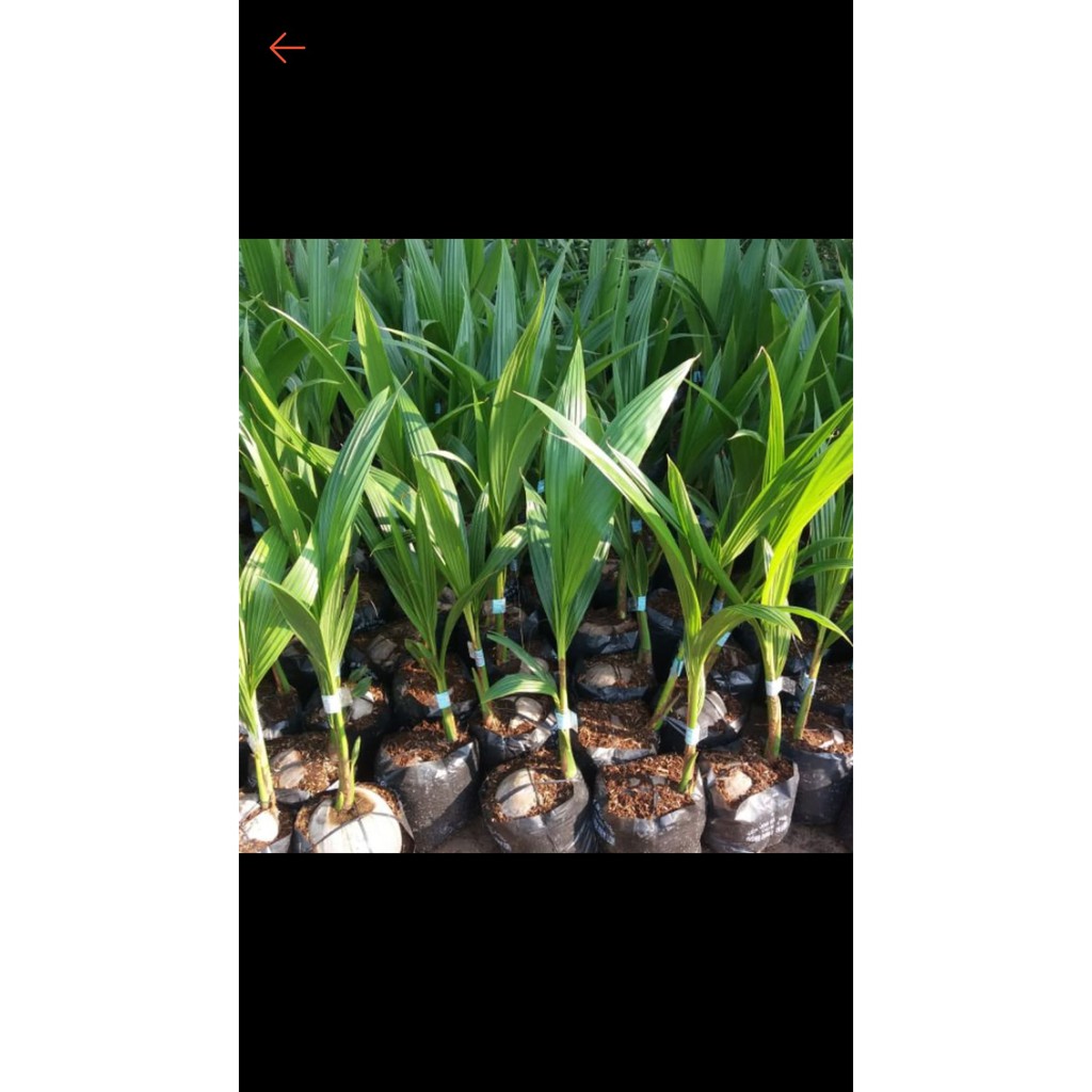 Cây dừa xiêm lùn