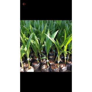 Cây dừa xiêm lùn