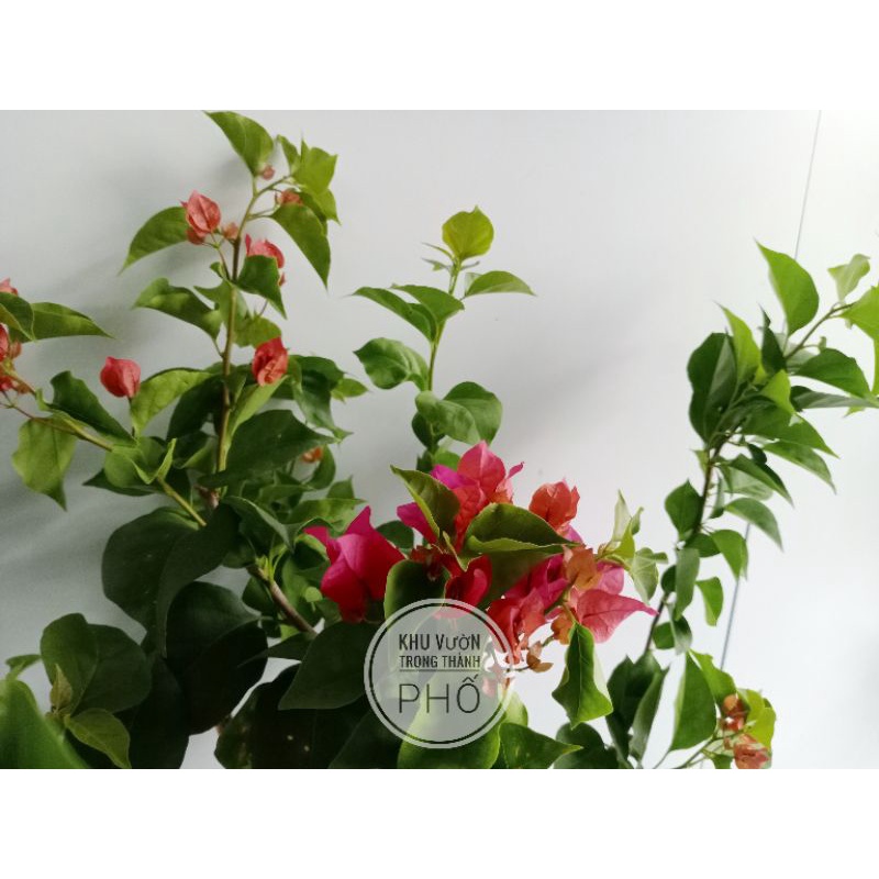 Cây bông giấy, cây hoa giấy cao 50-60cm