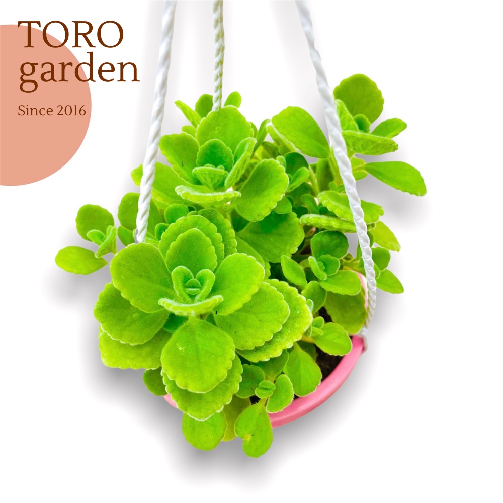 Combo 5 loại sen đá sedum trồng chậu treo Đà Lạt size 9cm cây cảnh trang trí nhà cửa Toro garden