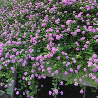 Cúc tím ngũ sắc rủ