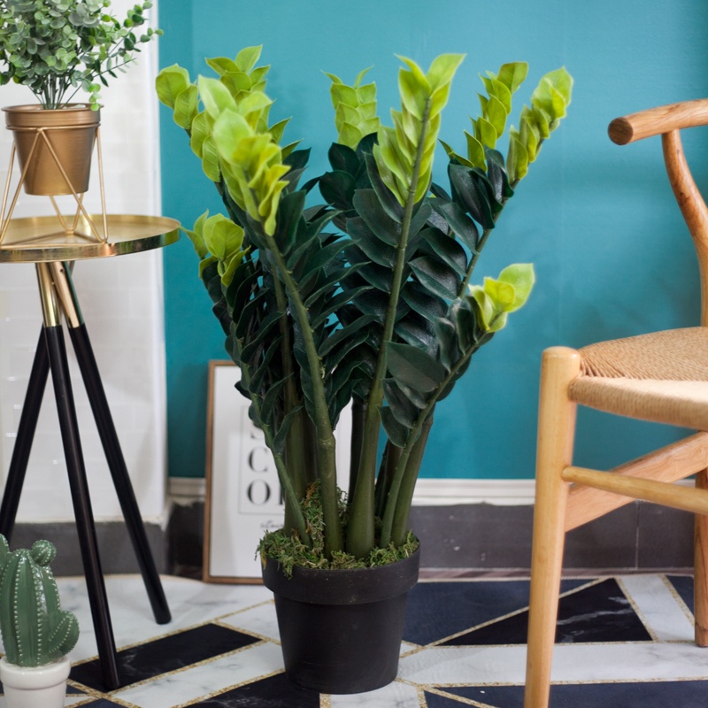 Cây Kim Tiền Giả cao 90cm trang trí nội thất/ Jassi Decor (HCM)