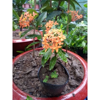 mẫu đơn mỹ cam