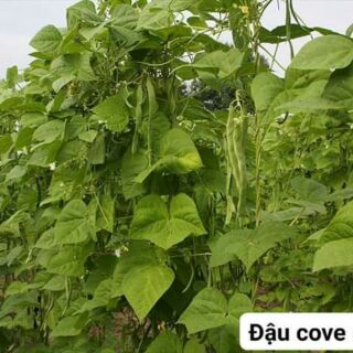 Hạt giống đậu cove dẹp RUNNER thái lan