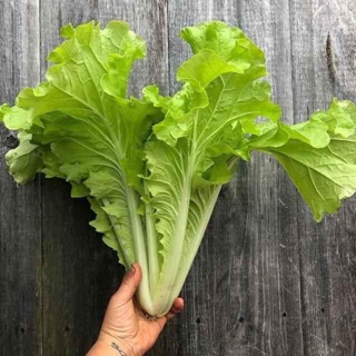 [ Hạt giống 4 mùa]1000  Hạt giống cải thảo nhật Bekana F1- Chính hãng, cây to, nảy mầm 99%