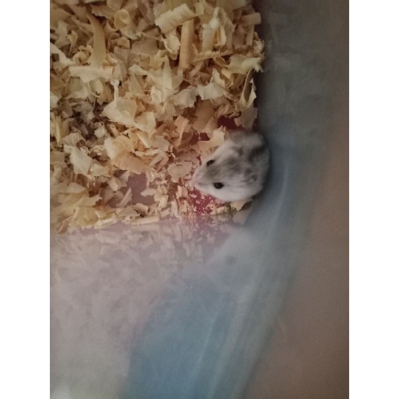 Chuột Hamster Màu Trắng Xinh Xắn Cho Mùa Đông