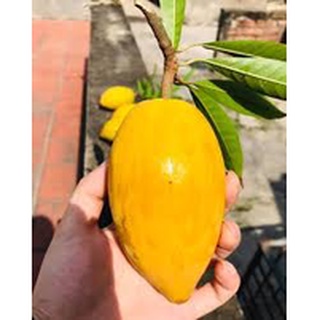 Quả trứng gà (Lêkima) tươi