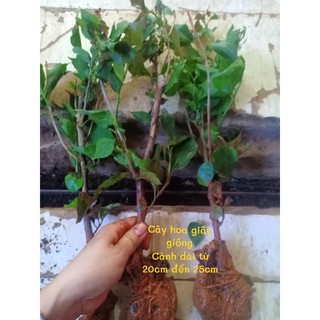 4 cây GIỐNG hoa giấy (chọn màu vào phần ghi chú khi đặt hàng)