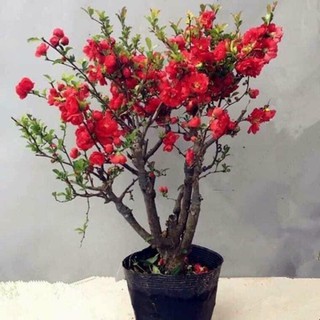 cây mai đỏ chơi tết