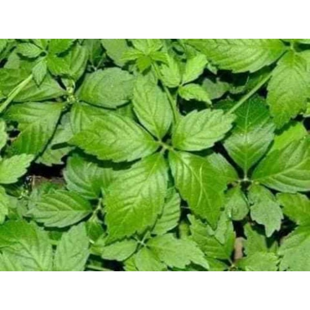 1kg GIẢO CỔ LAM 5 LÁ HOÀ BÌNHHỗ trợ mỡ máu, huyết áp cao -dltd