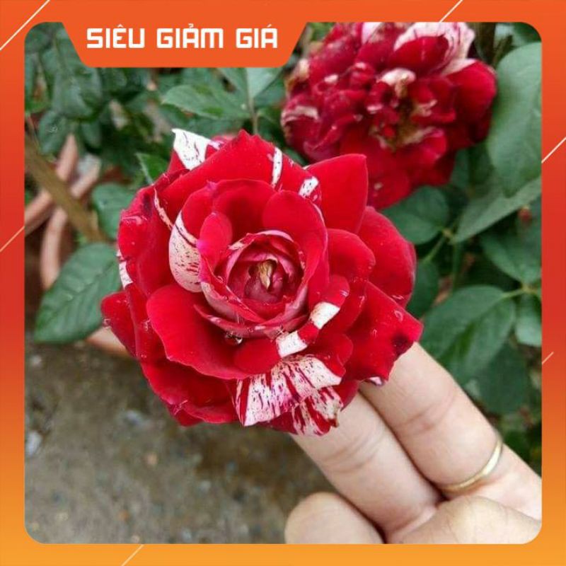 Hoa hồng ngoại Julio Ignesias rose- Loài hoa có màu sắc độc đáo vạn người mê- Vườn Hoa Melinhrose