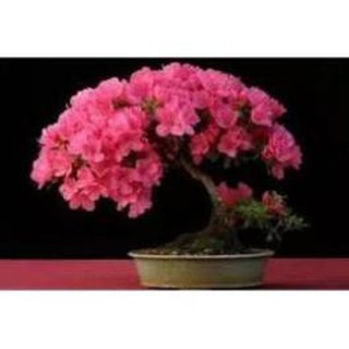 Cây giống hoa đỗ quyên nhật bản đủ màu