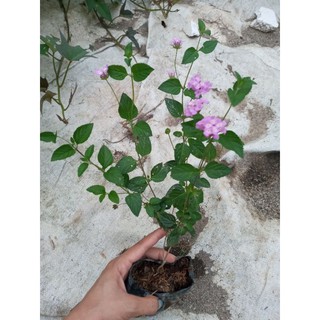 10 cây ngũ sắc tím rủ