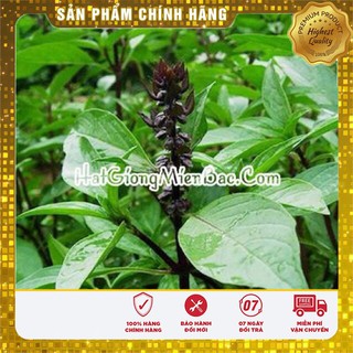 Hạt Giống Rau Húng Quế(5 gr)