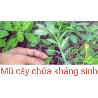 CÂY THẠCH ANH