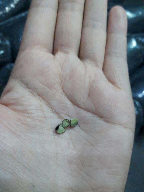 85k Đậu đen xanh lòng hạt nhỏ rang sẵn 1kg | BigBuy360 - bigbuy360.vn