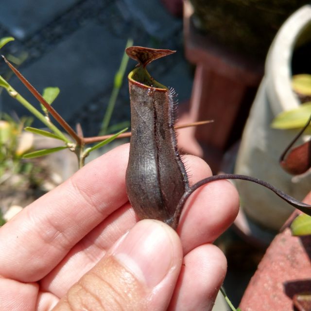 Cây nắp ấm  N.gracilis black