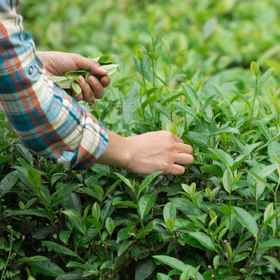 [Thượng Hạng] Trà Nõn Tôm Thái Nguyên - Trà xanh Tân Cương - Chè xanh 365Tea