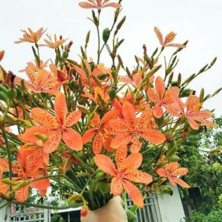 cây rẻ quạt