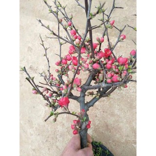 Cây hoa đào đỏ nhật