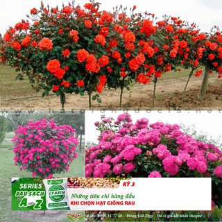 Hạt giống Hoa hồng thân gỗ ĐẾN MÙA TRỒNG TẾT