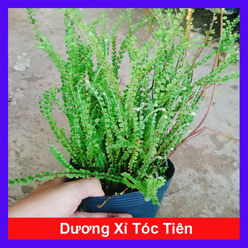 Cây Dương Xỉ Tóc Tiên - cây cảnh để bàn - caykiengsadec