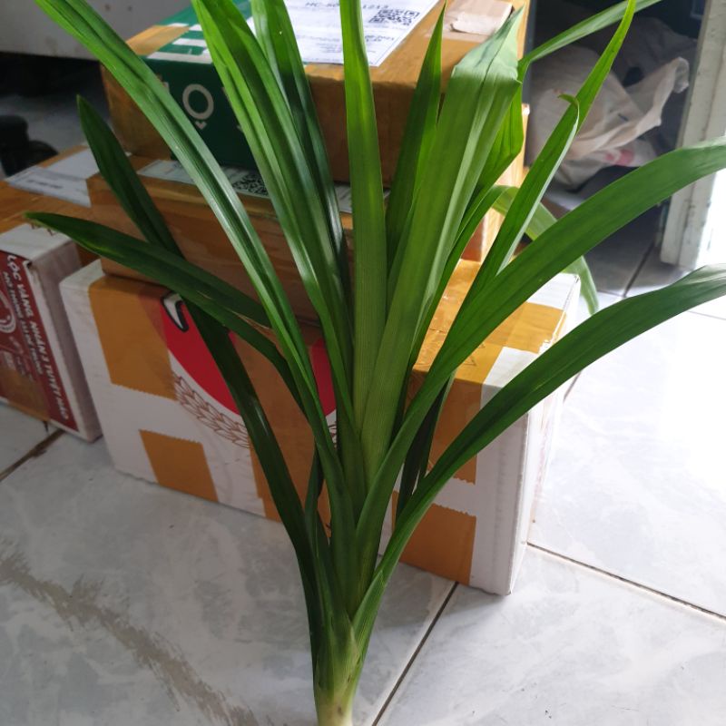 3k 2cây lá dứa - lá nếp nấu chè, nấu sâm, làm bánh