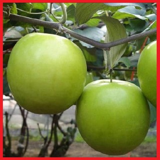 Cây giống táo Thái Lan siêu quả, siêu to