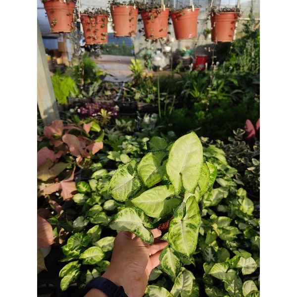 Chậu cứng Syngonium pixie