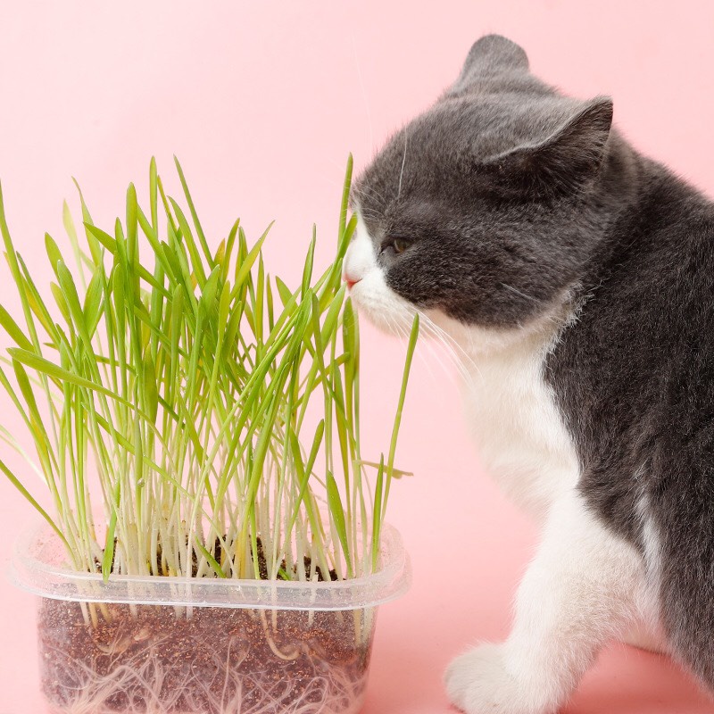 Combo hạt giống cỏ trồng cho Mèo gặm - Bộ Kit hạt lúa mạch