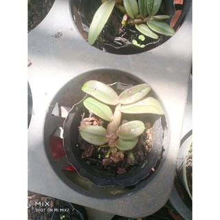 Nù TaLy Gieo Hạt ( Di Linh xuân)