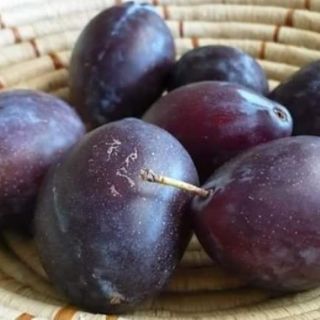 Cây giống mận đường úc