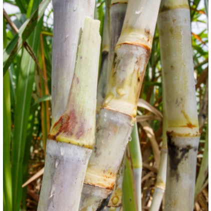 Đường mía  hữu cơ Wanganai. đường mía Thái Lan 1kg, Organic Shop- Truly cafe