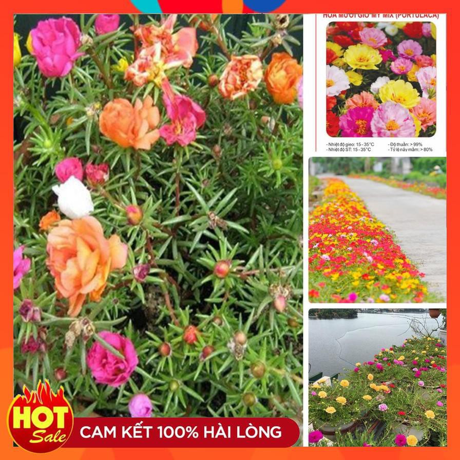 Hạt giống hoa mười giờ MỸ nhiều màu ( gói 30 hạt)