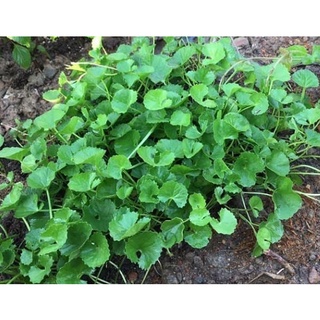 100GRAM HẠT GIỐNG RAU MÁ LÁ NHỎ