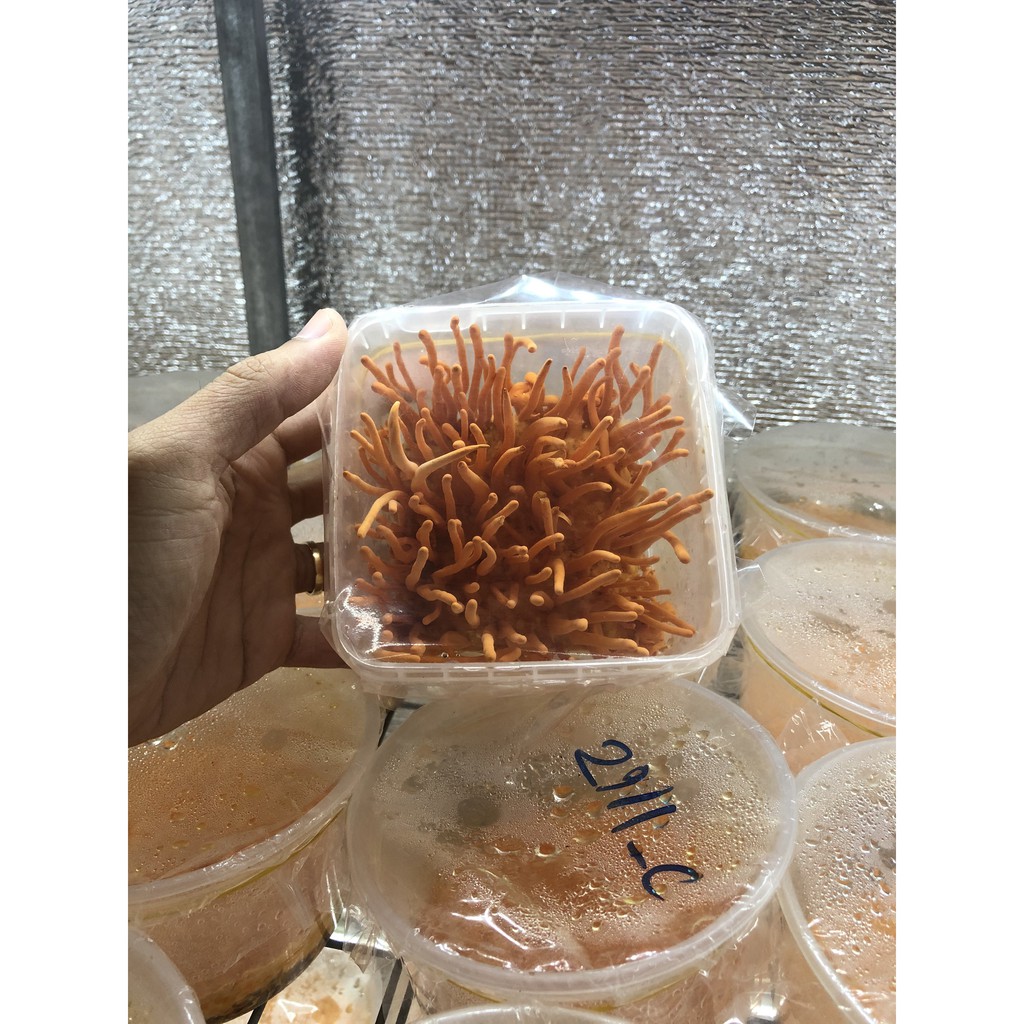 Đông trùng hạ thảo tươi - Hộp tươi đông trùng hạ thảo 140Gam | BigBuy360 - bigbuy360.vn