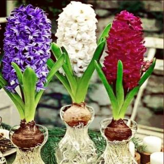 Set 1 củ hoa tiên ông + bình + nước dinh dưỡng